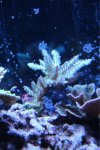 ImageUploadedByReefs1361572332.192359.jpg