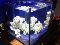 ImageUploadedByReefs1378687349.119323.jpg ImageUploadedByReefs1378687349.119323.jpg
