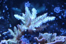 ImageUploadedByReefs1361572351.909751.jpg