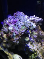 ImageUploadedByReefs1378687426.823179.jpg ImageUploadedByReefs1378687426.823179.jpg