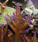 Purple tip acro.jpg