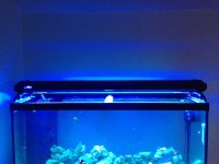 ImageUploadedByReefs1361579586.969576.jpg ImageUploadedByReefs1361579586.969576.jpg