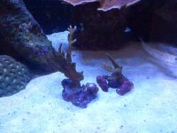 Purple frags.jpg