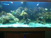 ImageUploadedByReefs1353184672.941330.jpg ImageUploadedByReefs1353184672.941330.jpg