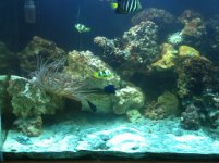 ImageUploadedByReefs1353184685.034872.jpg ImageUploadedByReefs1353184685.034872.jpg