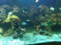 ImageUploadedByReefs1353184697.034886.jpg ImageUploadedByReefs1353184697.034886.jpg