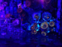 acan2.jpg