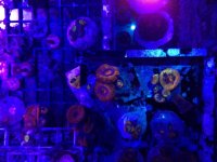 acan1.jpg