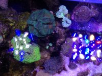 ImageUploadedByReefs1367189527.149128.jpg