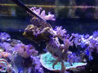 IMG_0637s.jpg