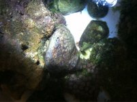 ImageUploadedByReefs1357315988.715650.jpg