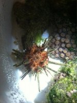 ImageUploadedByReefs1357316000.069732.jpg