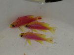 ImageUploadedByReefs1370922838.365957.jpg