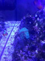 ImageUploadedByReefs1367504242.419812.jpg