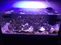 ImageUploadedByReefs1367504289.919653.jpg