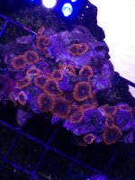 ImageUploadedByReefs1371169585.010104.jpg