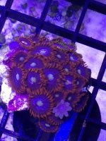 ImageUploadedByReefs1371169603.536463.jpg
