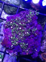 ImageUploadedByReefs1371169618.080776.jpg