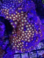 ImageUploadedByReefs1371169626.946289.jpg