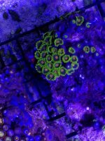 ImageUploadedByReefs1371169637.944028.jpg