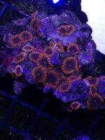ImageUploadedByReefs1371169648.069966.jpg