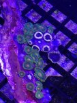 ImageUploadedByReefs1371169693.720097.jpg