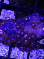 ImageUploadedByReefs1371169727.119025.jpg