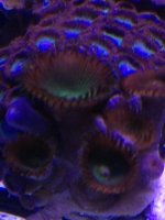 ImageUploadedByReefs1371169745.179861.jpg