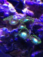 ImageUploadedByReefs1371169753.169556.jpg