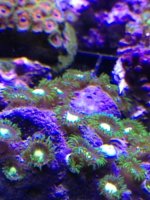 ImageUploadedByReefs1371169770.985231.jpg