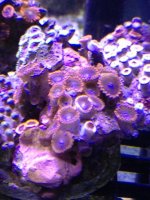 ImageUploadedByReefs1371169778.390989.jpg