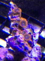 ImageUploadedByReefs1371169790.212498.jpg