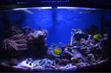 ImageUploadedByReefs1375498693.217793.jpg