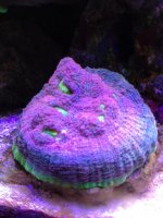 ImageUploadedByReefs1367650358.556803.jpg