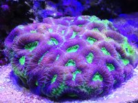 ImageUploadedByReefs1367650384.525537.jpg