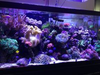 ImageUploadedByReefs1367706386.077741.jpg