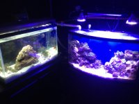 ImageUploadedByReefs1367779769.935761.jpg