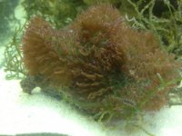 ImageUploadedByReefs1367779796.456182.jpg