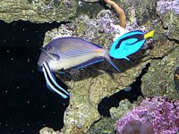 reefs4.JPG