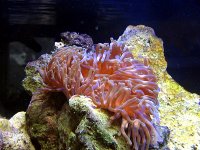 aquarium 171.jpg