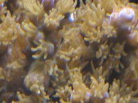 crayoloa plana.jpg