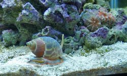 snail2.jpg
