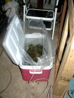 clam in the cooler .jpg