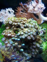 IMG_1018.JPG