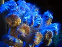 IMG_1952.JPG
