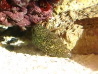 Fooling around nano 2 015.jpg