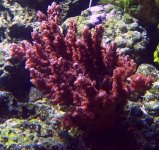 acro_125244.jpg