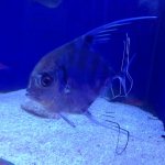 threadfin popano.jpg