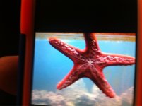 ImageUploadedByReefs1367970250.380123.jpg