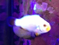 ImageUploadedByReefs1371838730.603435.jpg